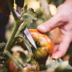 Gemüseschere Solid™ SP240, Schwarz/orange, Ca. 20 X 2 X 9 Cm -Günstiges Gartenambiente Geschäft 0920300733 solid gemuese schere sp240 5 1 118064