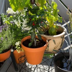 Gardena Urlaubsbewässerung City-Gardening, Bis Zu 36 Töpfe, Transformator, Zeitschaltuhr -Günstiges Gartenambiente Geschäft 0930100238 city Gardening Urlaubsbewaesserung fuer bis zu 36 Topfpflanzen 3 61508