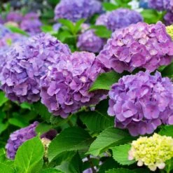 Neu eingetroffen -Günstiges Gartenambiente Geschäft 095050 hortensien a z 126235