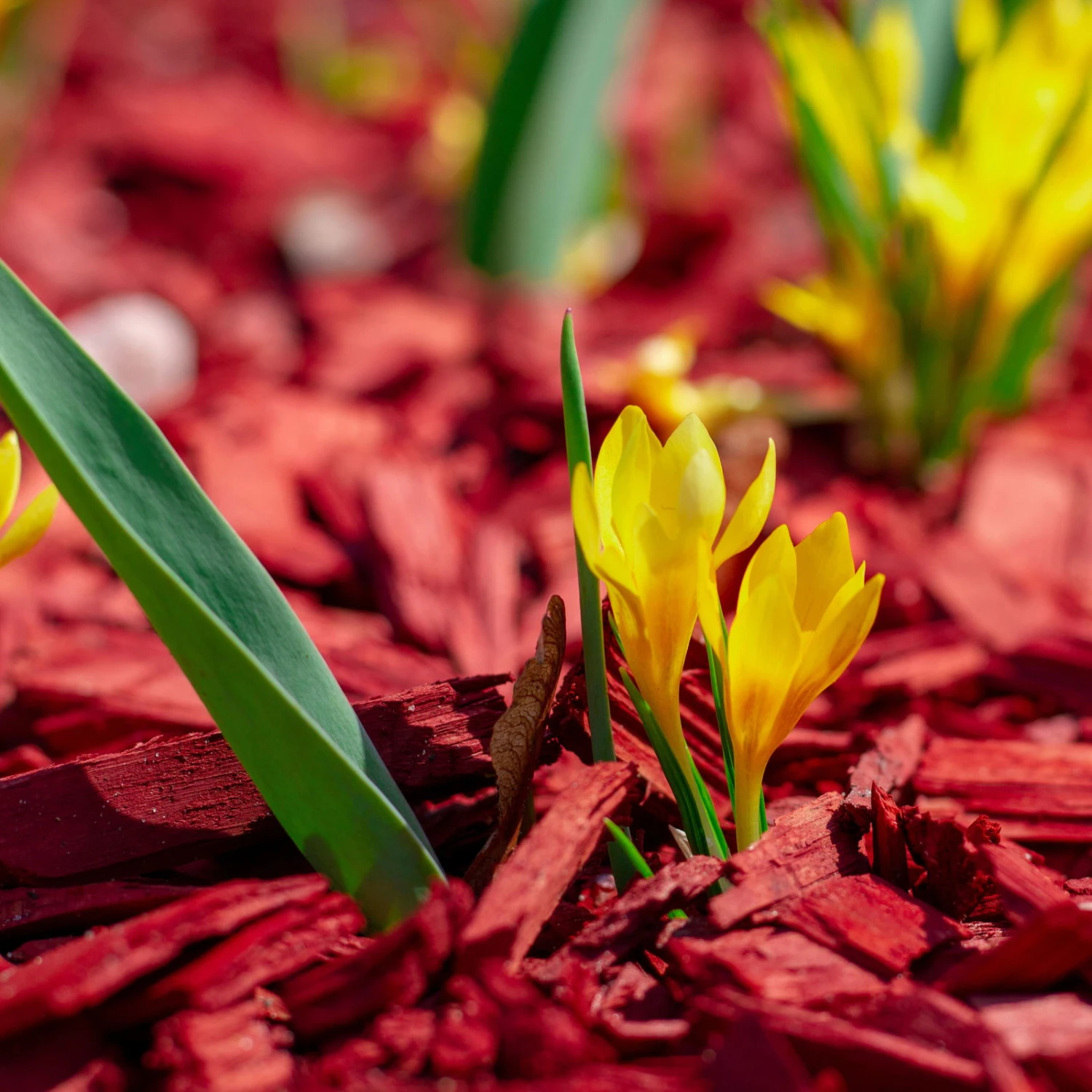 Plantop Dekormulch Ziegelrot, 1950 L Gesamt, 39 Sack á 50 Liter 2 Plantop Dekormulch Ziegelrot, 1950 L Gesamt, 39 Sack á 50 Liter – Bild 2