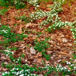 Stauden- & Rosenmulch, 2880l, 48 Sack à 60l -Günstiges Gartenambiente Geschäft 0960 rindenmulch 1 125175 1
