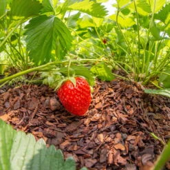 Plantavital Rindenmulch Fein, 2280l, 57 Sack á 40l -Günstiges Gartenambiente Geschäft 0960 rindenmulch 2 125173