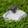 Vogel Auf Alaska-Stein, Bronze, Stein, H 12 X 15 X 15 Cm