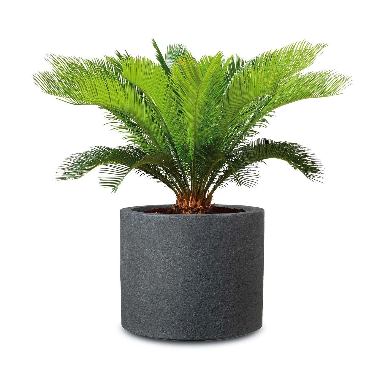 Pflanzgefäß 'Riva', Schwarz, Granit, Ø 29 X H 25 Cm 1 Pflanzgefäß 'Riva', Schwarz, Granit, Ø 29 X H 25 Cm