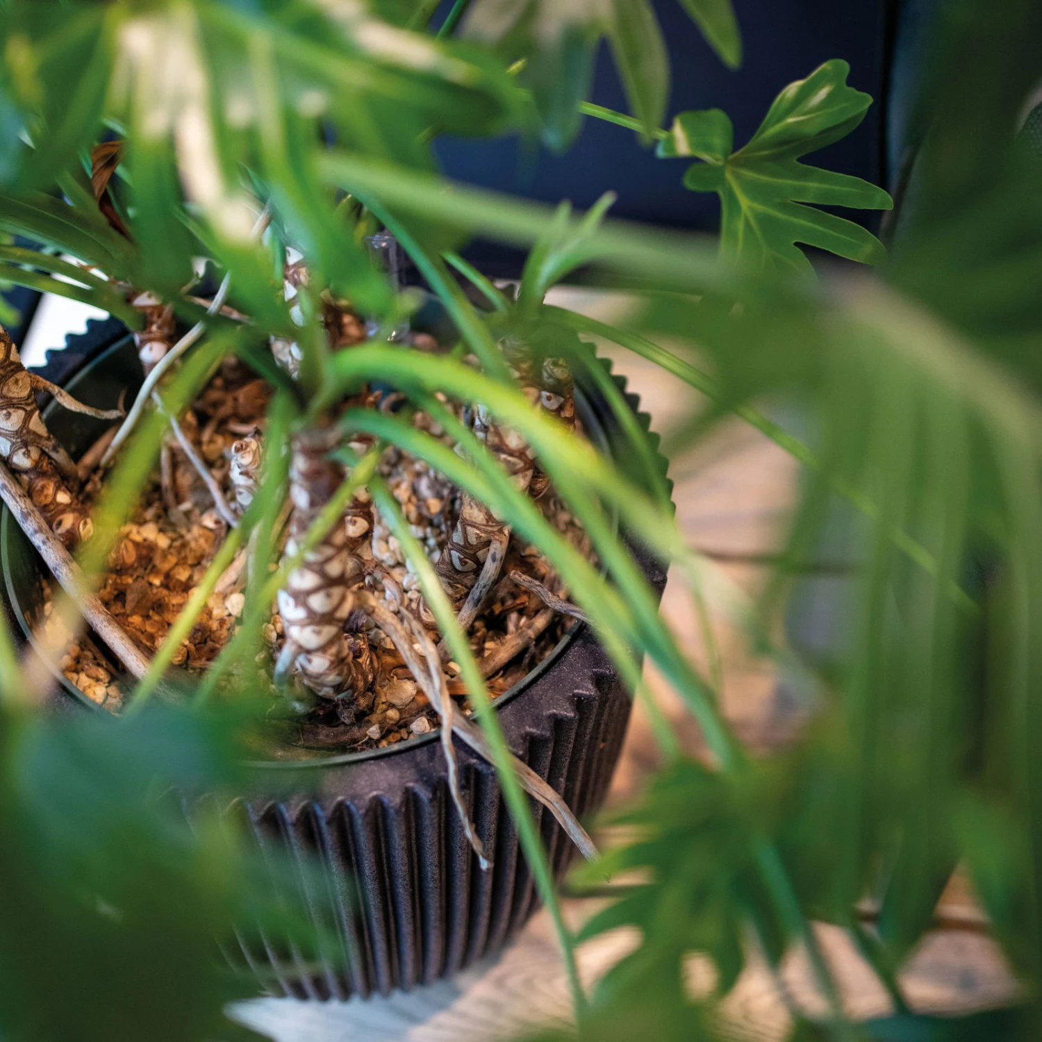 Pflanzgefäß 'Groove', Schwarz, Ø 35 X H 34 Cm 2 Pflanzgefäß 'Groove', Schwarz, Ø 35 X H 34 Cm – Bild 2