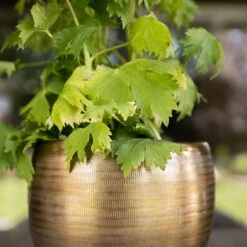 Pflanzgefäß 'Rowen', Gold, Ø 31 X H 28 Cm 5 Pflanzgefäß 'Rowen', Gold, Ø 31 X H 28 Cm -Günstiges Gartenambiente Geschäft 3210801620 Pflanzgefaess Rowen gold D 31 x H 28 cm 1 114980