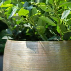 Pflanzgefäß 'Rowen', Gold, Ø 50 X H 47 Cm -Günstiges Gartenambiente Geschäft 3210801623 Pflanzgefaess Rowen gold D 50 x H 47 cm 2 114994