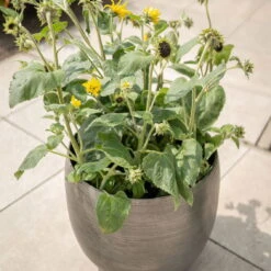 Pflanzgefäß 'Rowen', Silber, Ø 42 X H 41 Cm -Günstiges Gartenambiente Geschäft 3210801625 3210801626 3210801627 3210801628 Pflanzgefaess Rowen silber 6 115002