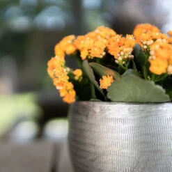 Pflanzgefäß 'Rowen', Silber, Ø 31 X H 28 Cm -Günstiges Gartenambiente Geschäft 3210801625 Pflanzgefaess Rowen silber D 31 x H 28 cm 5 115009