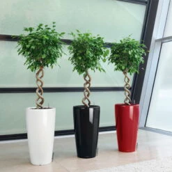 LECHUZA Rondo Premium, All-in-One-Set, Weiß Hochglanz, Ø 33 Cm, H:56 Cm -Günstiges Gartenambiente Geschäft 3325100103 Rondo Premium40 weiss All in OneSet D40xH75cm RGB 7757