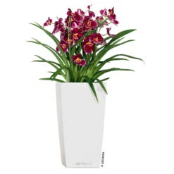 LECHUZA Cubico Premium, All-in-One-Set, Weiß Hochglanz, 22x22, H:41 Cm 6 LECHUZA Cubico Premium, All-in-One-Set, Weiß Hochglanz, 22x22, H:41 Cm -Günstiges Gartenambiente Geschäft 3325100114 CubicoPremium22 weiss All in One Set 22x22x41cm RGB 2 7572