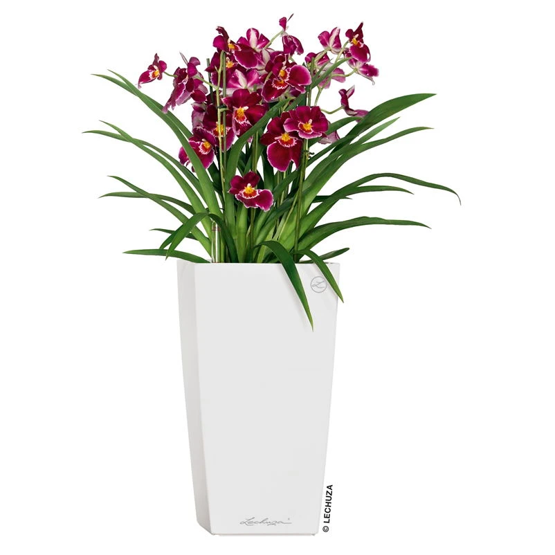 LECHUZA Cubico Premium, All-in-One-Set, Weiß Hochglanz, 22x22, H:41 Cm 3 LECHUZA Cubico Premium, All-in-One-Set, Weiß Hochglanz, 22x22, H:41 Cm – Bild 3